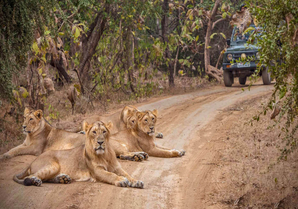 Gir Somnath History Sightseeing How To Reach And Best Time To Visit